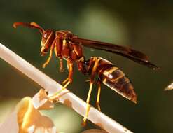 صورة Polistes arizonensis Snelling 1954