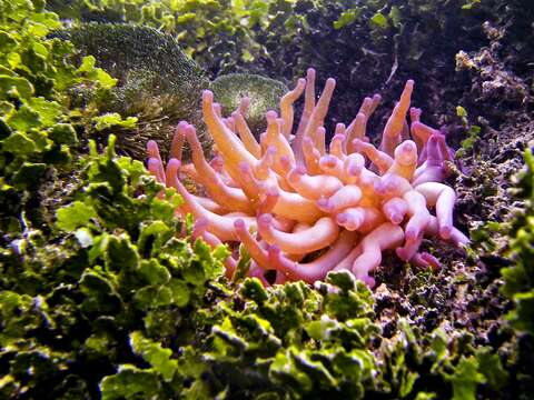 Image of Giant anemone