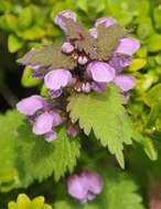 Image of spotted dead-nettle