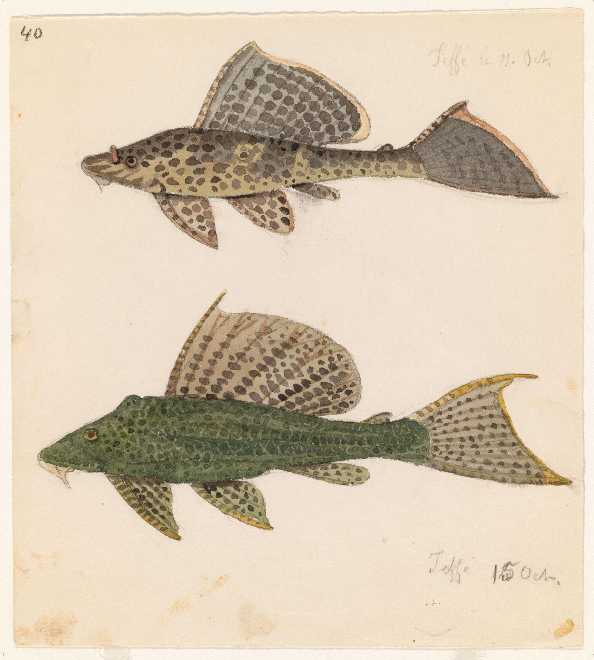 صورة Pterygoplichthys gibbiceps (Kner 1854)