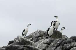 Image of Black-faced Cormorant