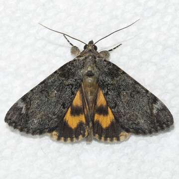 Image of Little Underwing