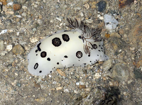 Image of Snoopy black spot white slug