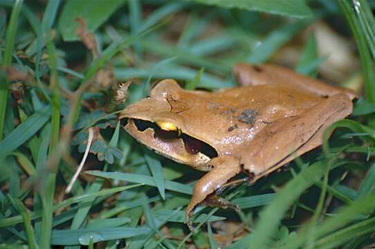 Image of Aglyptodactylus Boulenger 1918