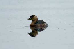 Image of Little Grebe