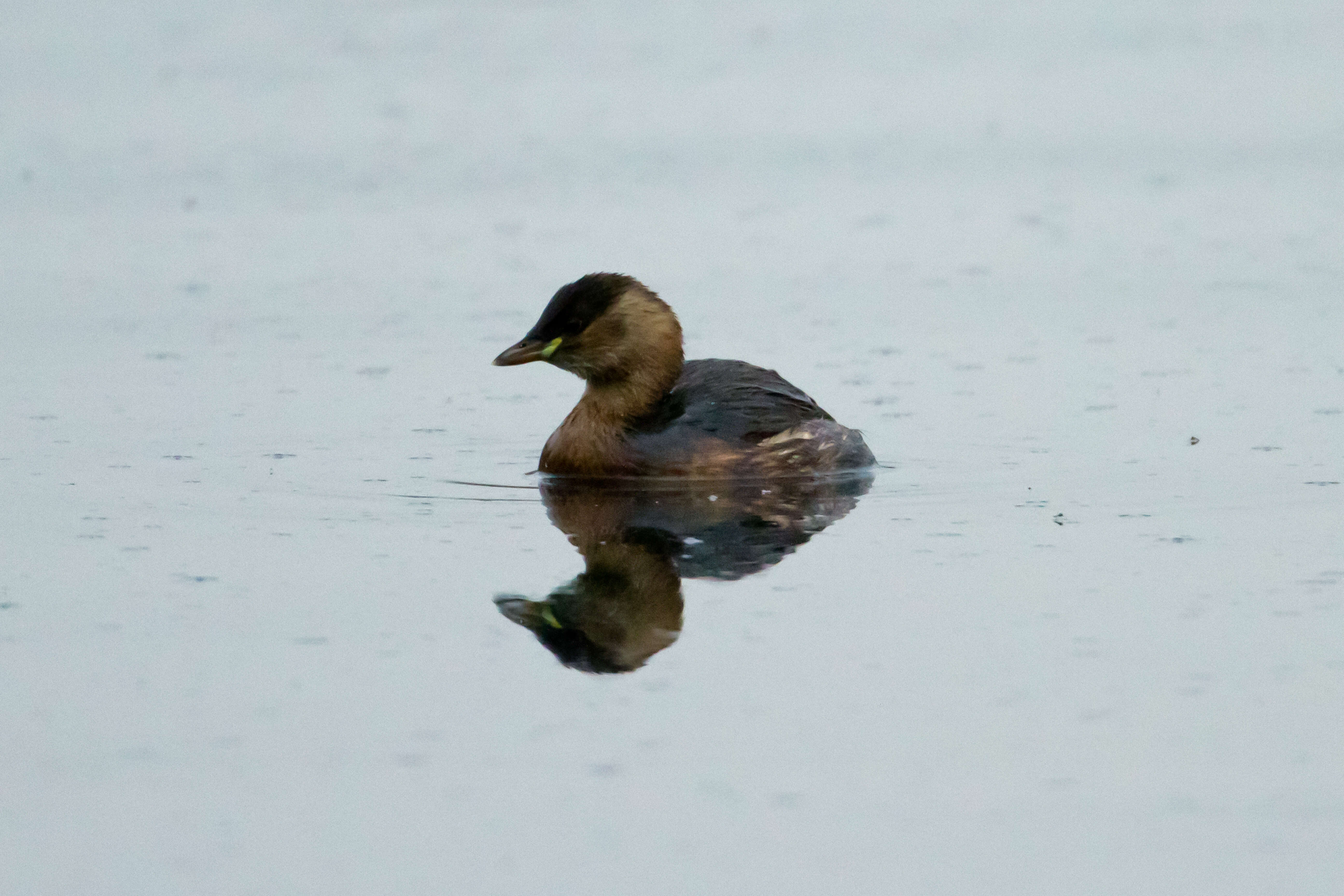 Image of Little Grebe