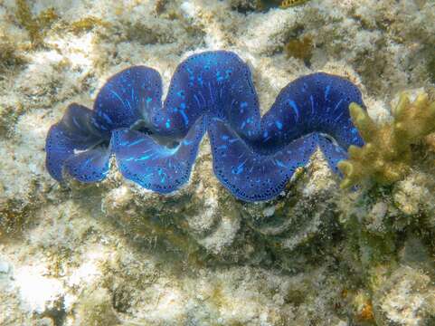 Image of Tridacninae Lamarck 1819