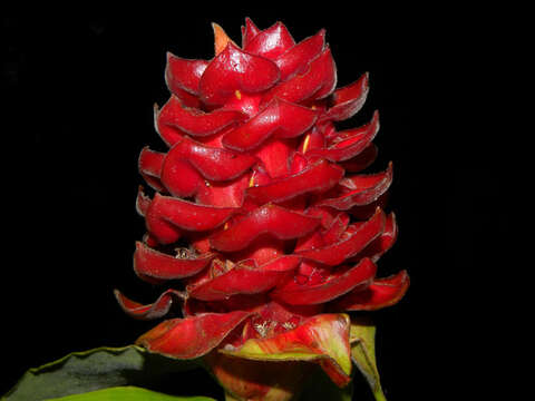 Image of Costus ricus Maas & H. Maas