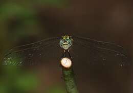 Image of Skimmers (Dragonflies)