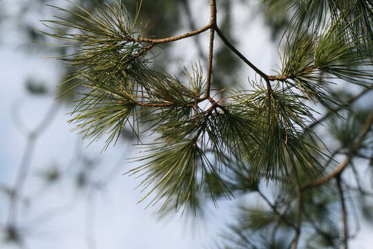 Image of Taiwan White Pine