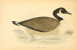 Image of Hawaiian goose