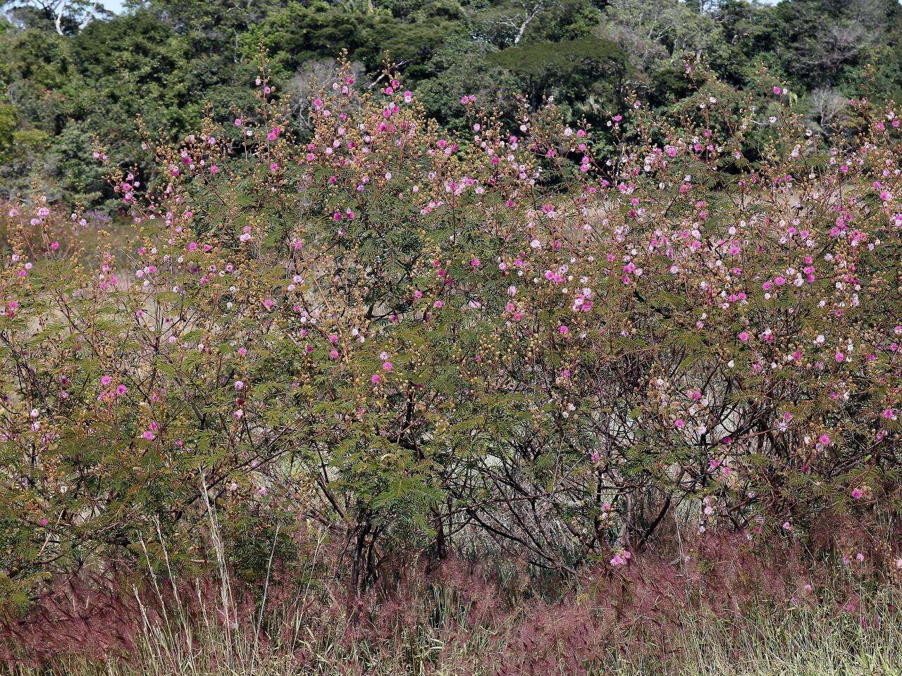 Image of Mimosa paludosa Benth.