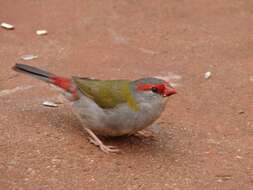 Image of Red-browed Finch