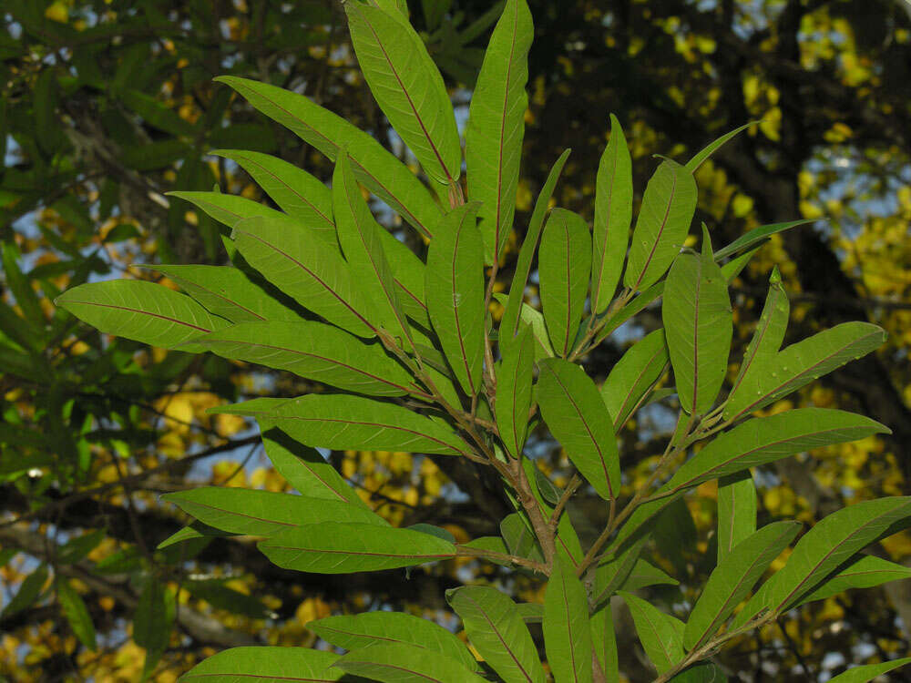 Image of Ficus donnell-smithii Standl.