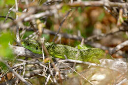 Image of Two-faced Neusticurus