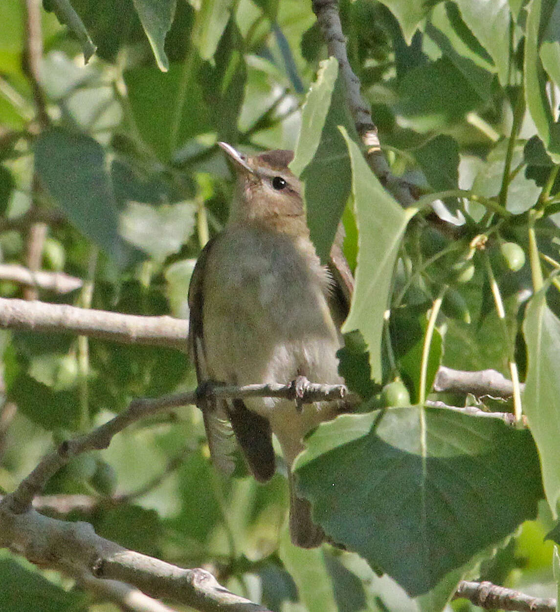 Image of Vireo Vieillot 1808