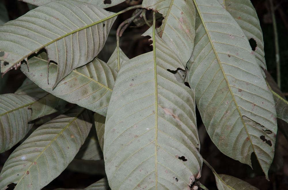 Eberhardtia aurata (Pierre ex Dubard) Lecomte的圖片