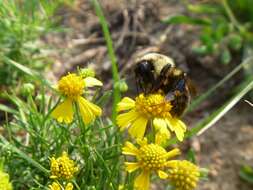 Image of Bumblebees