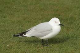 Image of Hooded gulls