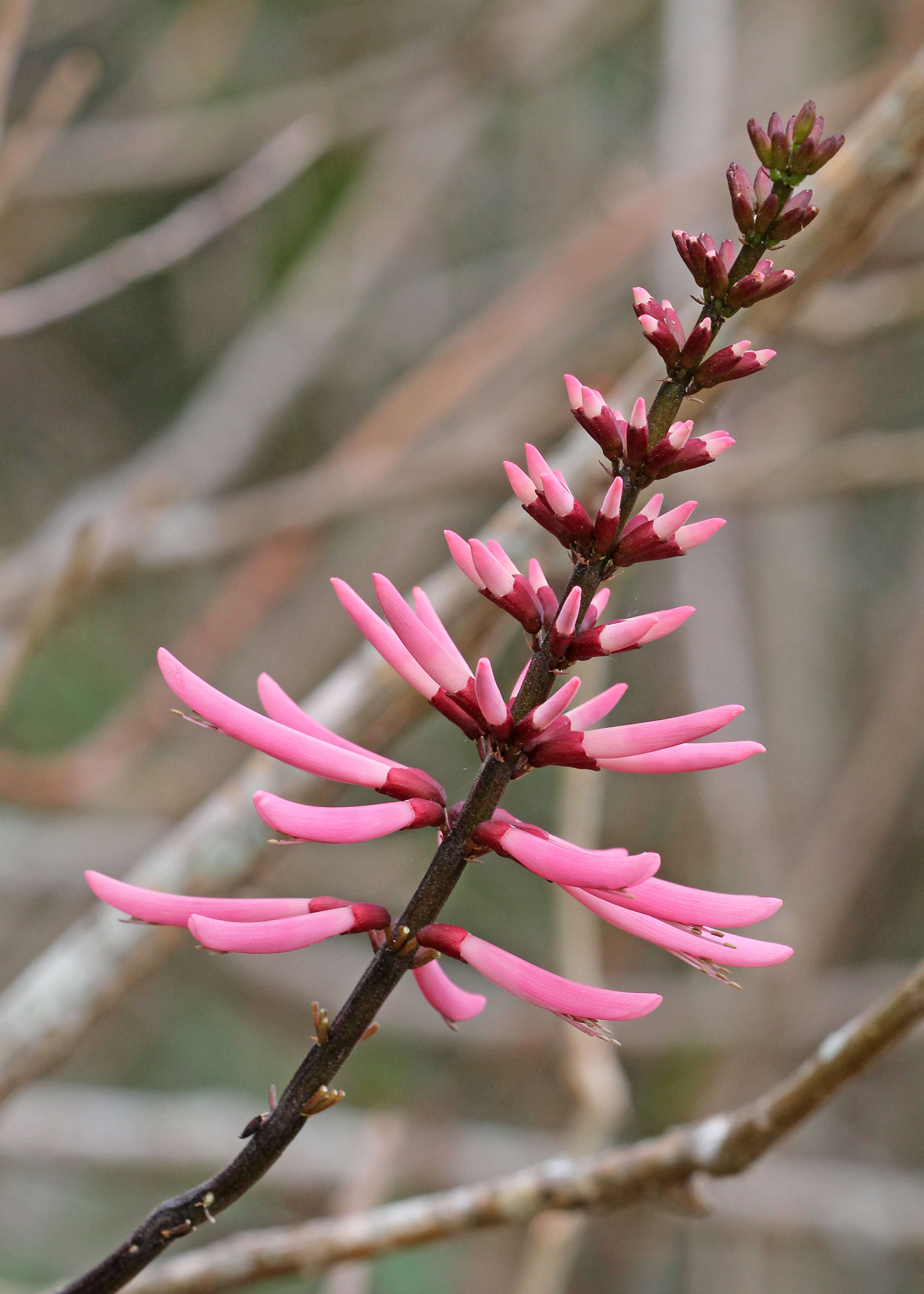 Plancia ëd Erythrina herbacea L.