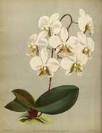 Image of Orchid