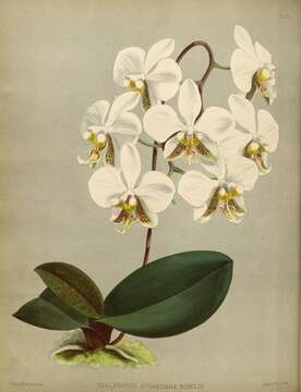 Image of Orchid