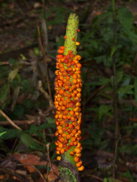 Amorphophallus hewittii Alderw. resmi