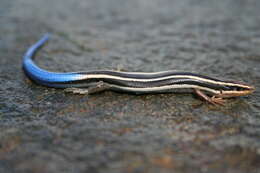 Plestiodon skiltonianus Baird & Girard 1852 resmi