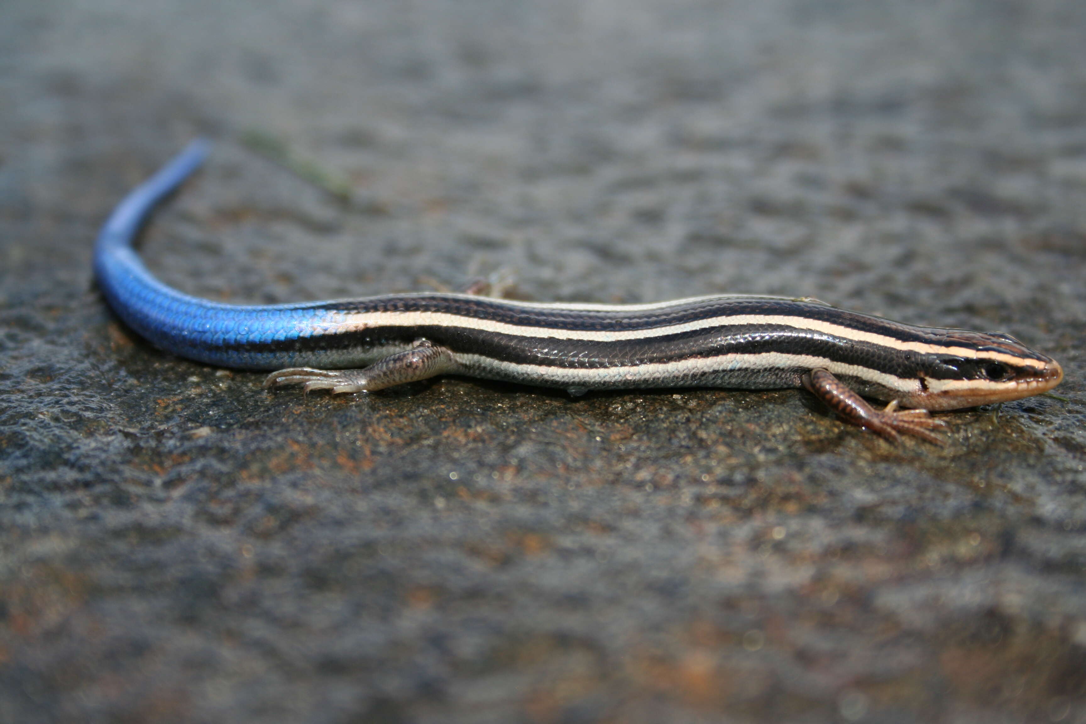 Plestiodon skiltonianus Baird & Girard 1852 resmi