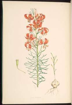 Image of Coral Lily