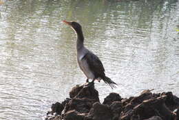 Image of Phalacrocorax Brisson 1760