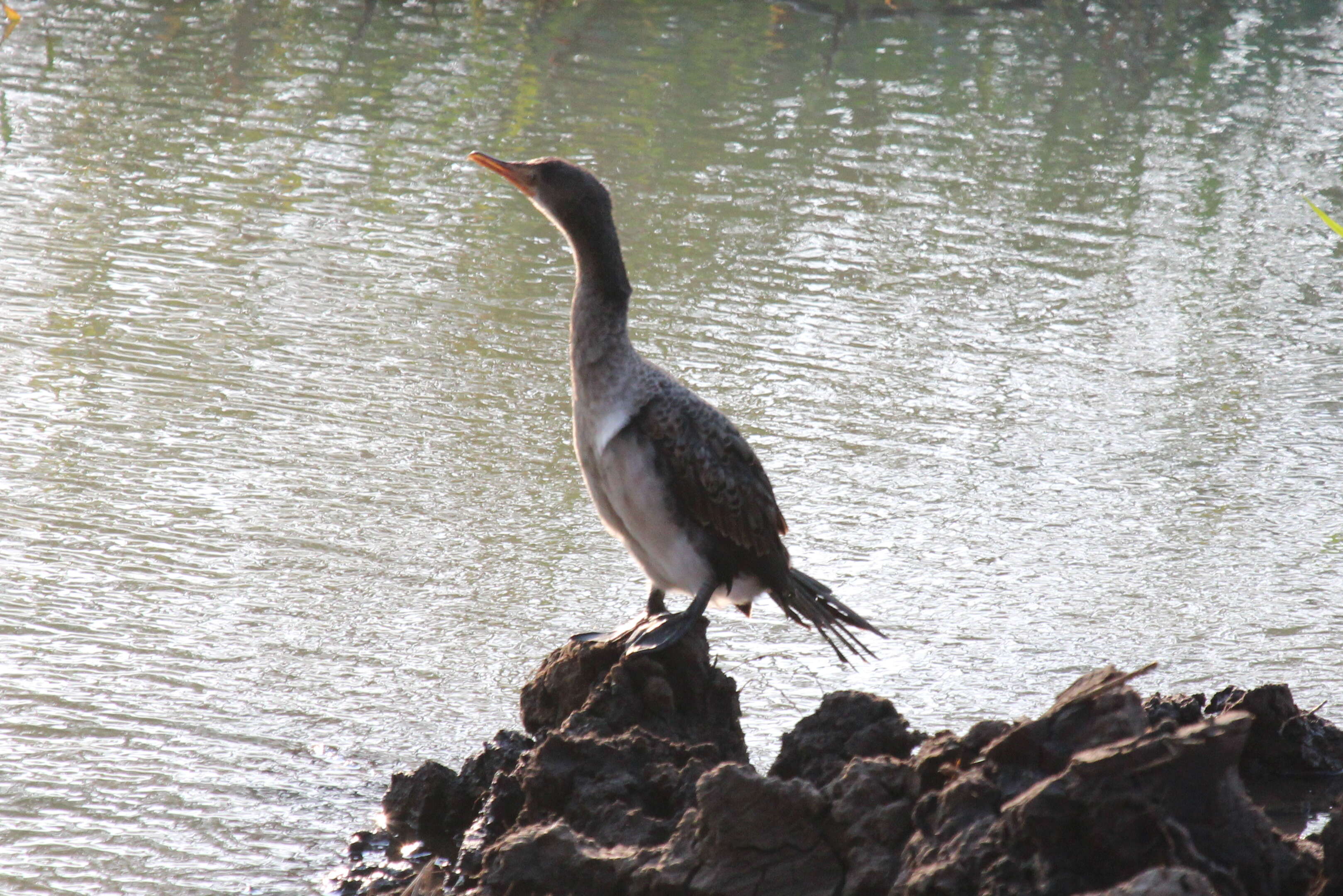 Imagem de Phalacrocorax Brisson 1760