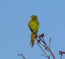 Image of Aratinga euops