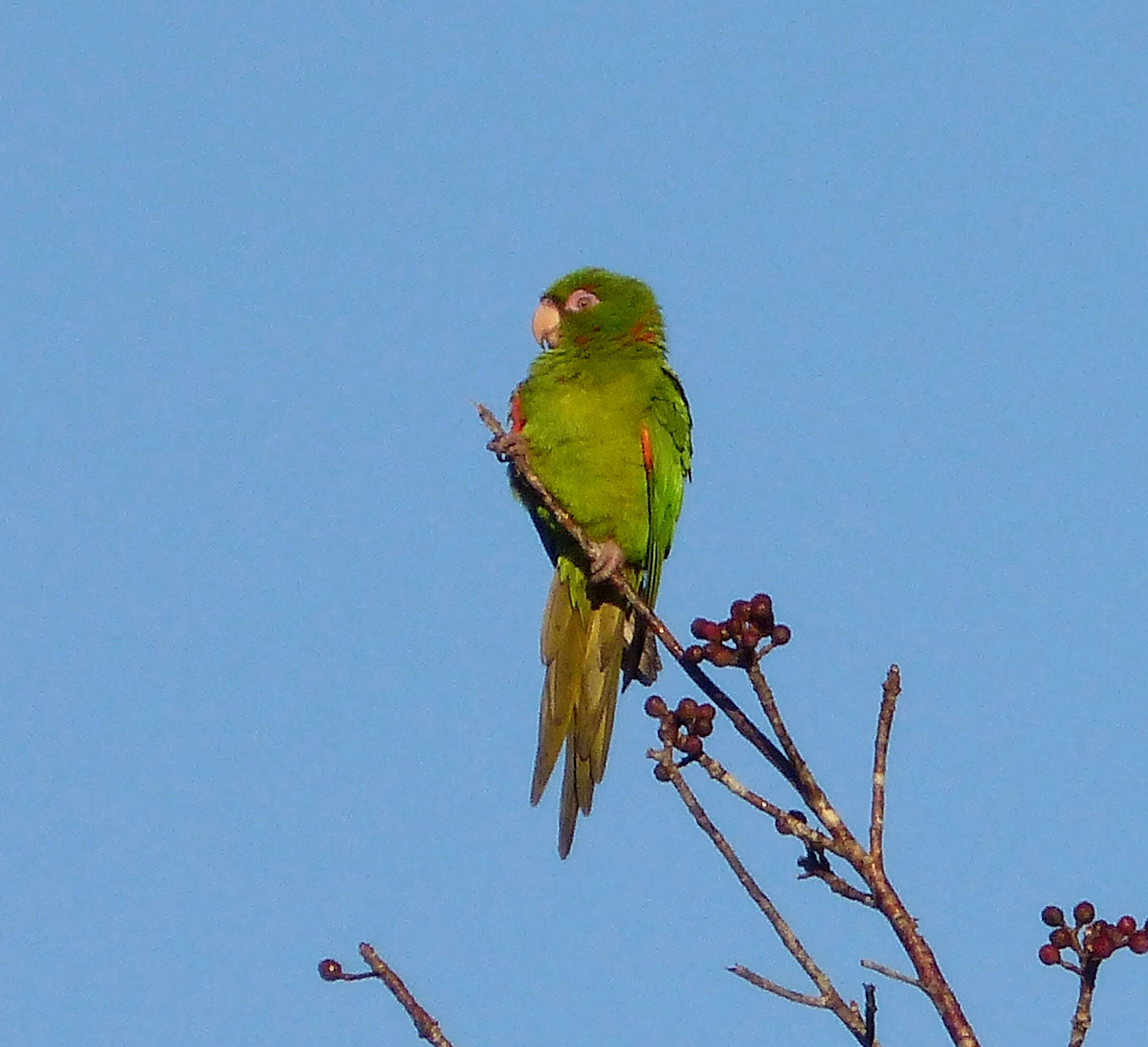 Image of Aratinga euops