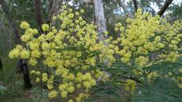 Image of Silver Wattle