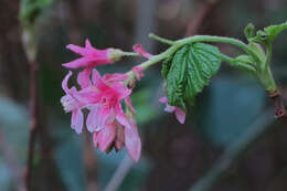 Image of chaparral currant