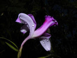 Image of Sobralia labiata Warsz. & Rchb. fil.