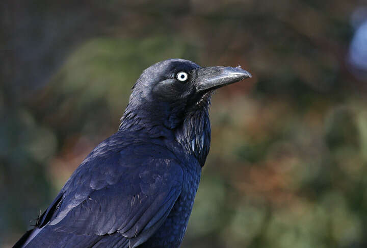 Imagem de Corvus coronoides Vigors & Horsfield 1827