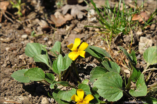 Sivun Viola utahensis M. S. Baker & J. Clausen kuva