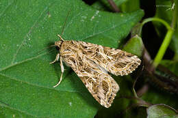 Image of Armyworms