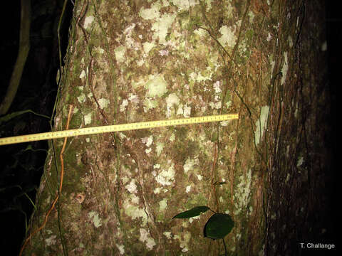 Sivun Celtis africana Burm. fil. kuva