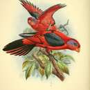 Image of Biak Red Lory