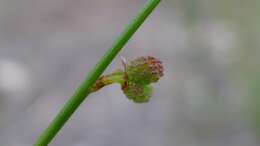 Image of Stackhousia nuda Lindley