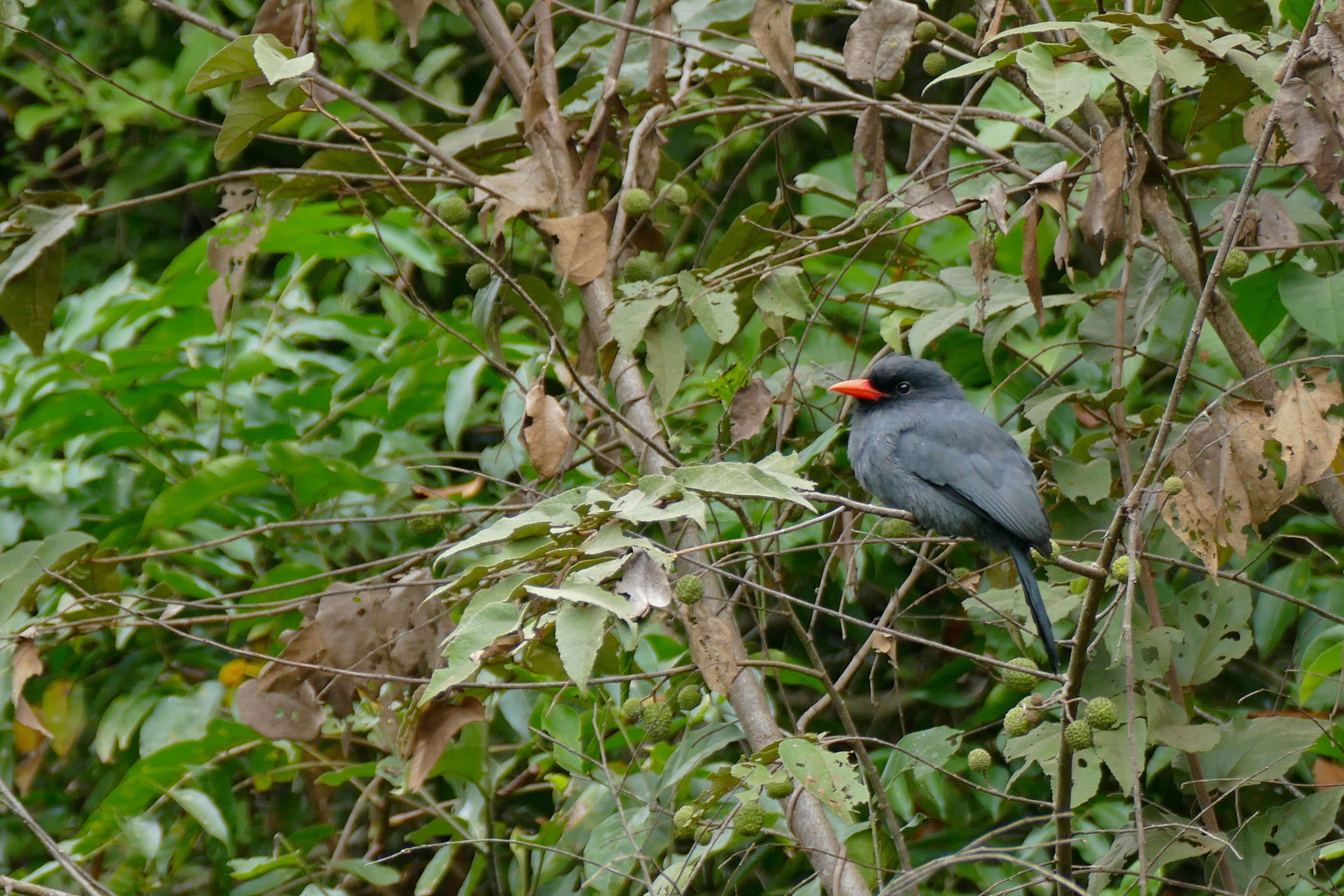 Image of Black-fronted Nunbird