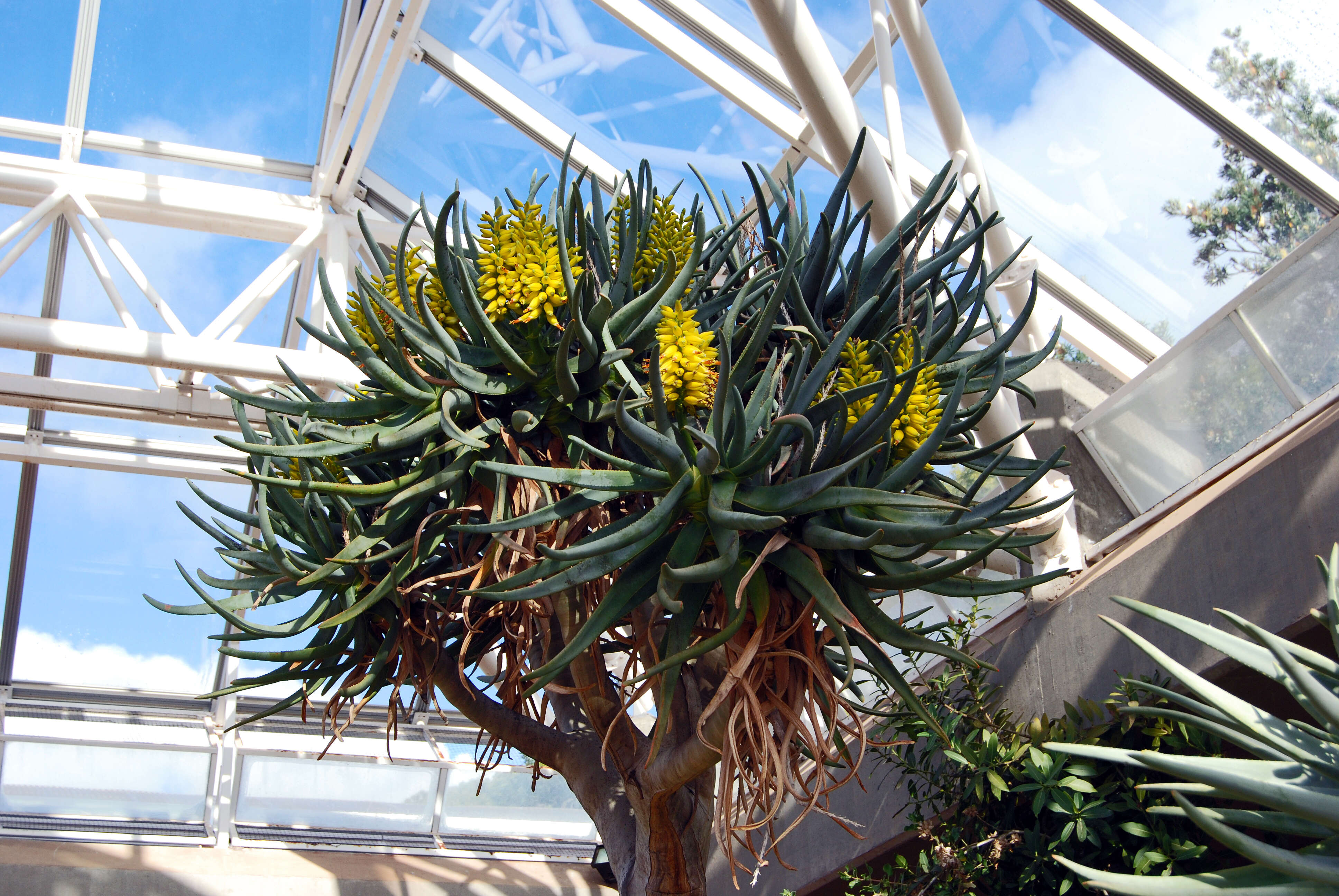 Image of Tree Aloes