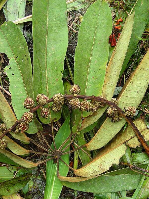 Imagem de Schefflera