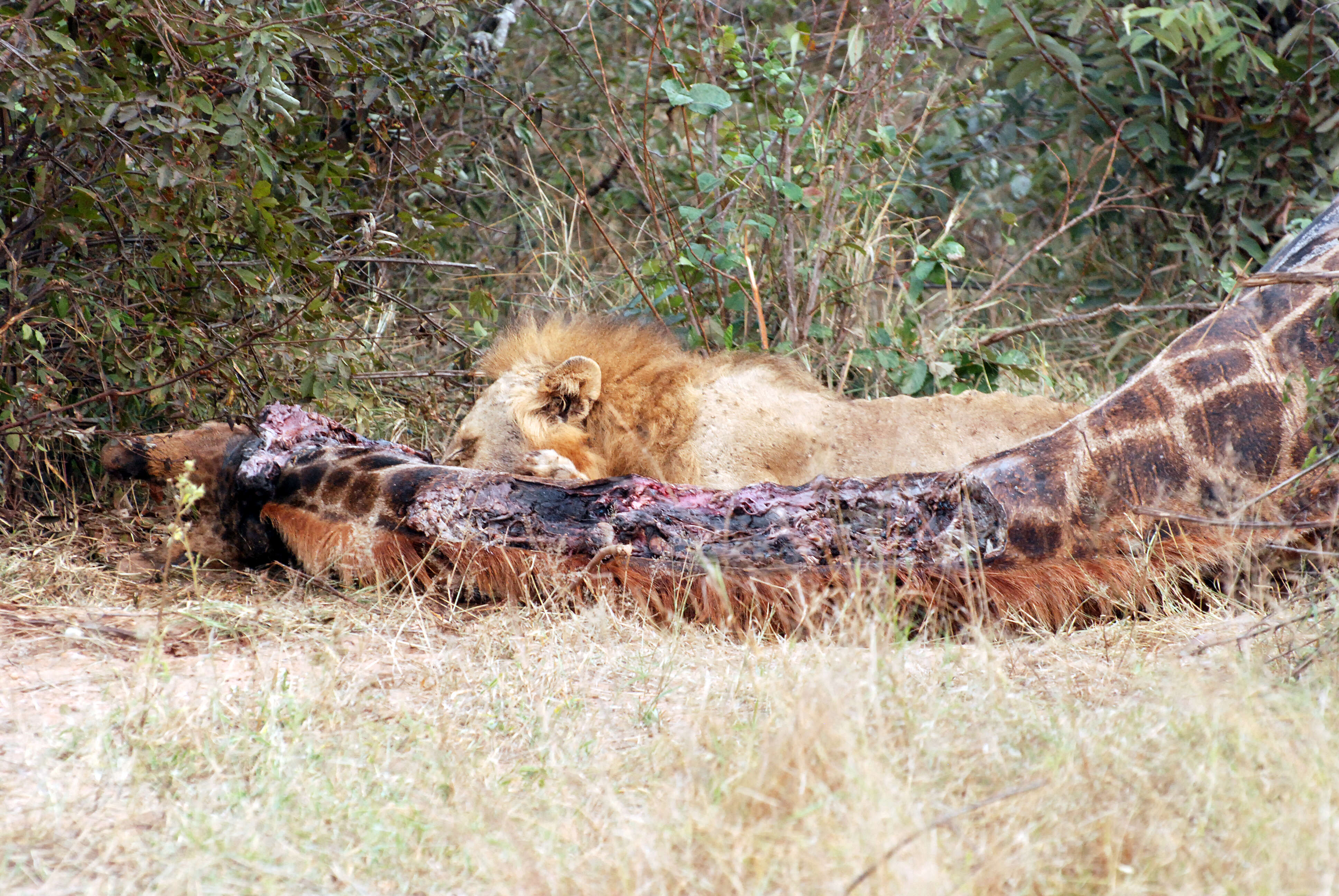 Image of big cats