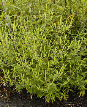 Image of annual ragweed