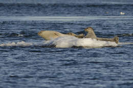 Image of Mediterranean Monk Seal