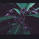 Imagem de Cyanea longiflora (Wawra) Lammers, Givnish & Sytsma